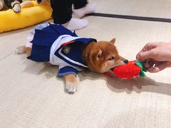-逗柴咖啡屋·狗咖猫咖宠物桌游