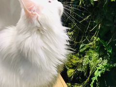 -猫小院猫主题餐厅(三里屯店)