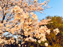 -高东镇樱花园
