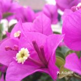 花开三季爱死你！