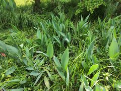 -桤木河湿地公园