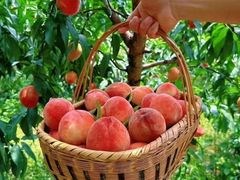 -老袁家蜜桃农场·阳山水蜜桃