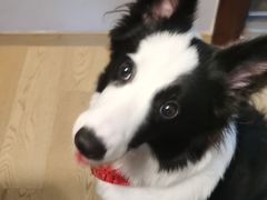 -翊宠yipet猫狗购宠庄园犬舍•猫舍