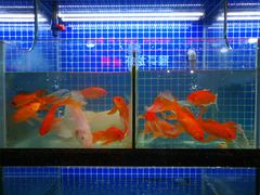 水产区-盱眙小龙虾(天虹店)