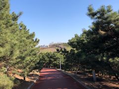 -云岗森林公园