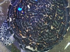 -鸿通城购物中心