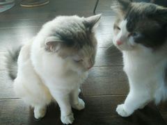 -东方名猫馆·英短金渐层布偶猫舍(环线广场1号楼店)