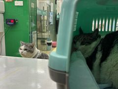 -瑞派动物医院·猫专科·至诚(江南中分院)