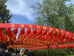 -大槐树寻根祭祖园