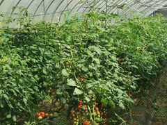 -前小桔亲子创意农场·草莓采摘·露营烧烤