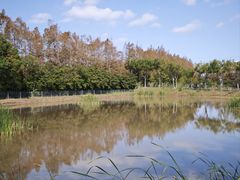 -上海长兴岛郊野公园