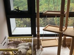 -70cat德文卷毛猫·缅因猫纯种猫舍