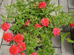 -小洞天柴火土菜馆