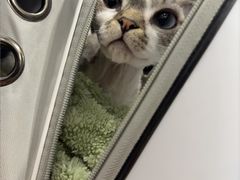 -宠物星动物医院·眼科·异宠·猫科(江南大道总院)