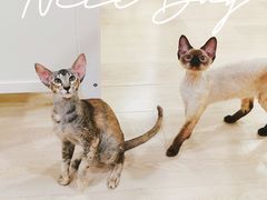 -十年猫舍·猫咪专门店(普陀店)