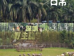 -深圳野生动物园