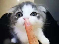-70cat德文卷毛猫·缅因猫纯种猫舍