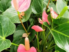 -北京植物园-展览温室