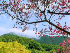 -深圳仙湖植物园