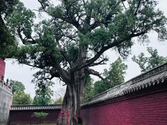 -中岳庙