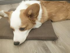 -浣熊柯尔鸭土拨鼠·电玩咖