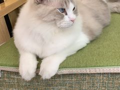-派联宠物医院·24h·CT·异宠