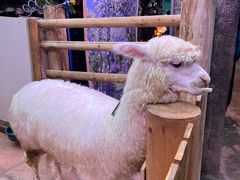 -正佳雨林生态植物园