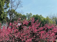 -南京古林公园