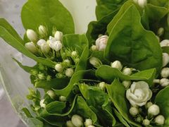 -循礼门鲜花花市(武汉循礼门店)