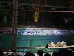 -清迈夜间动物园