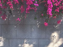 -香蜜公园