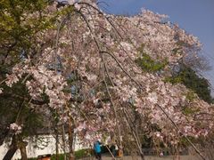 -西安青龙寺遗址景区