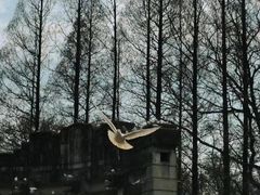 -音乐台