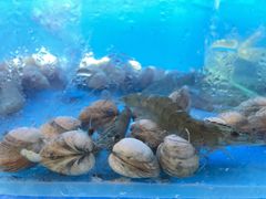 -太湖饭店玉兰厅(自助餐厅)