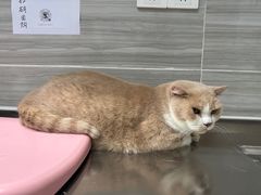 -瑞派名望志远动物医院·猫科·內科·异宠专科(直港大道店)