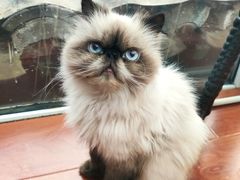-猫小院猫主题咖啡厅(北锣店)