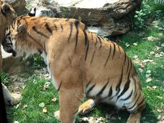 -北京野生动物园