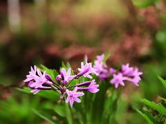 -三圣花乡旅游区