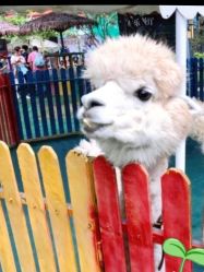 -萌宠亲子动物乐园(槐房万达店)