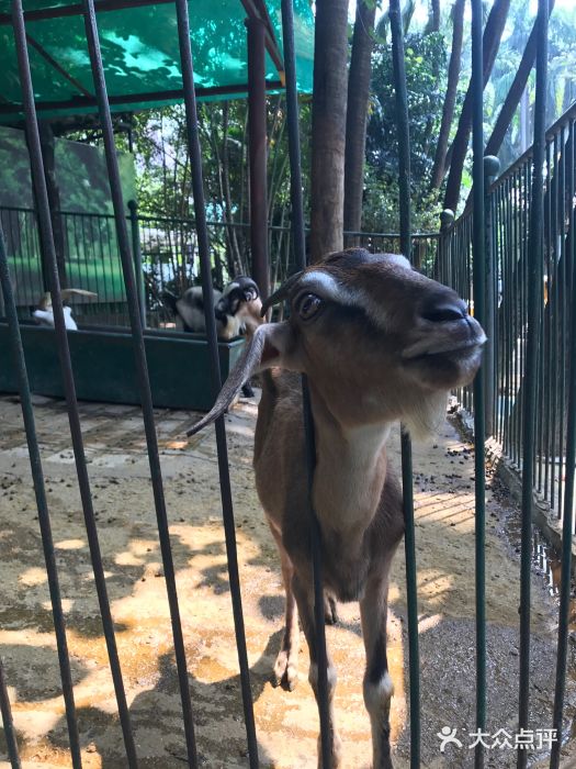 廣州動物園圖片