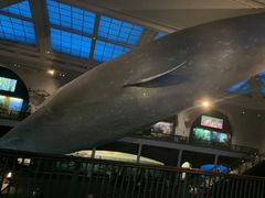 -美国自然历史博物馆