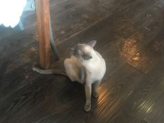 -吉丁鸟咖·异宠·寄养