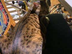 -more than meow吴止猫主题餐厅(承德 中船汇店)