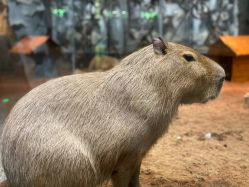 -Zoolung Zoolung动物主题公园(海信广场店)