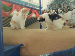 android_upload_pic-Sirena海妖日咖夜酒