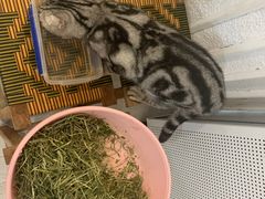 -共舞时光猫咖·狗咖(新街口店)