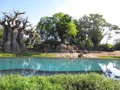 -奥兰多迪士尼动物王国乐园