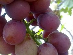 -马陆小张葡萄园农家乐