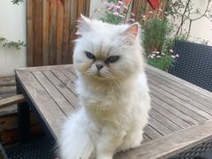 -喵屿·大理花园猫咖