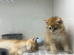 -lincat·猫舍(广州店)